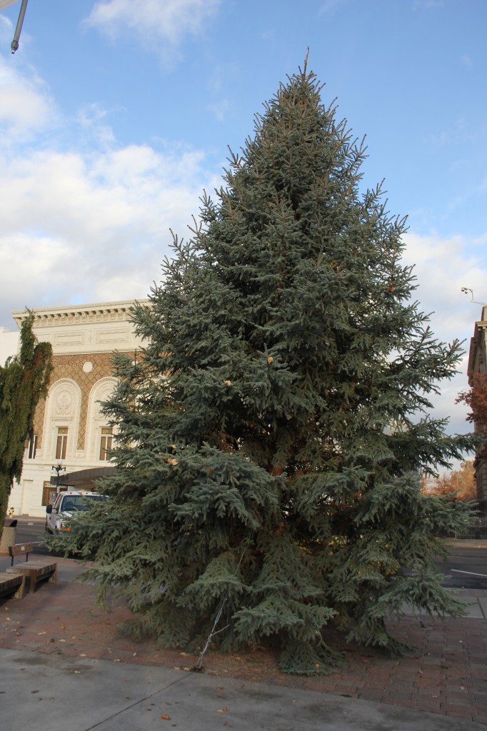 Yakima’s community Christmas tree has been placed at the Millennium Plaza for the upcoming “Light up the Plaza” event on December 5th in Downtown Yakima.