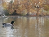 The duck pond at Randall Park is home year around for many feathered friends.