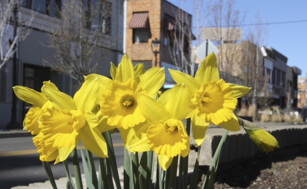 The first flowers of the year have hit full bloom in downtown planters. These lovely daffodils always say when spring is here in the Yakima Valley.