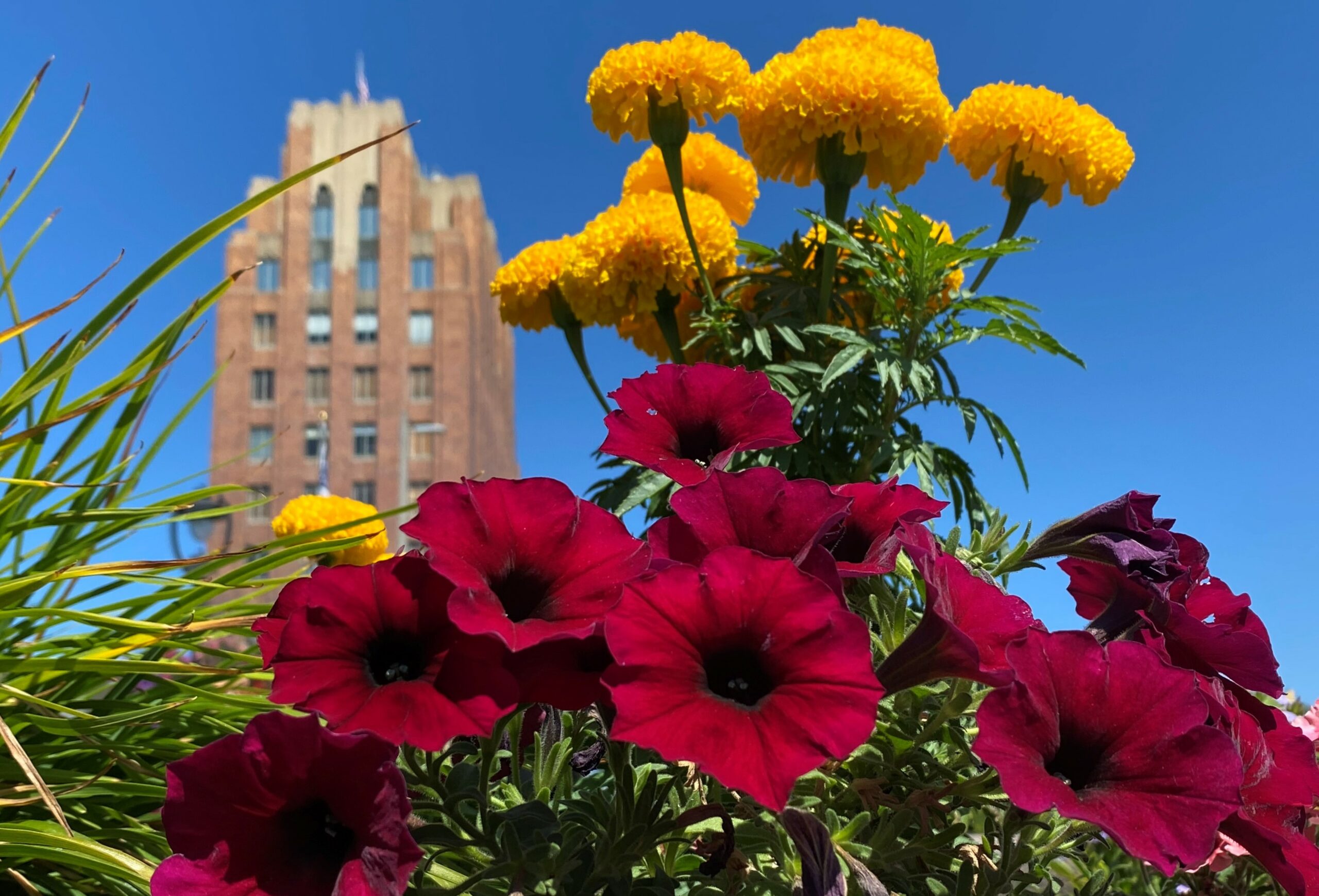 Downtown Flowers Photo of the Week