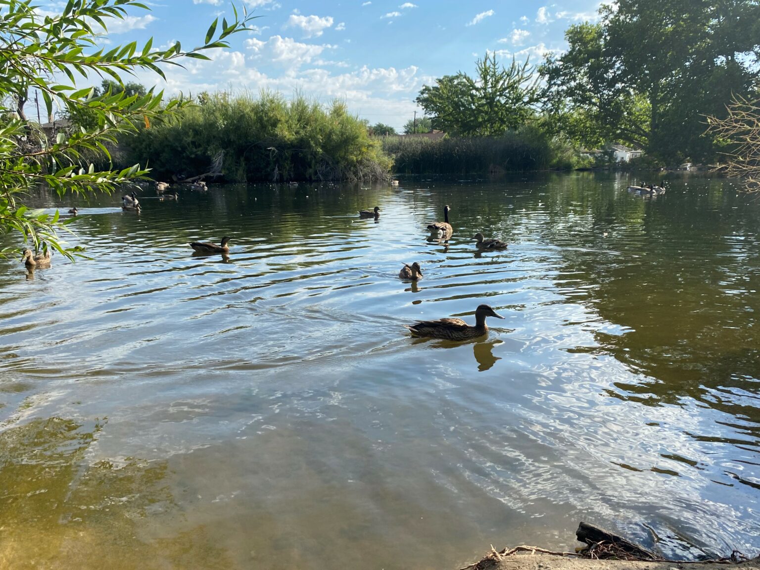 Photo of the Week Lucky Ducks Photo of the Week