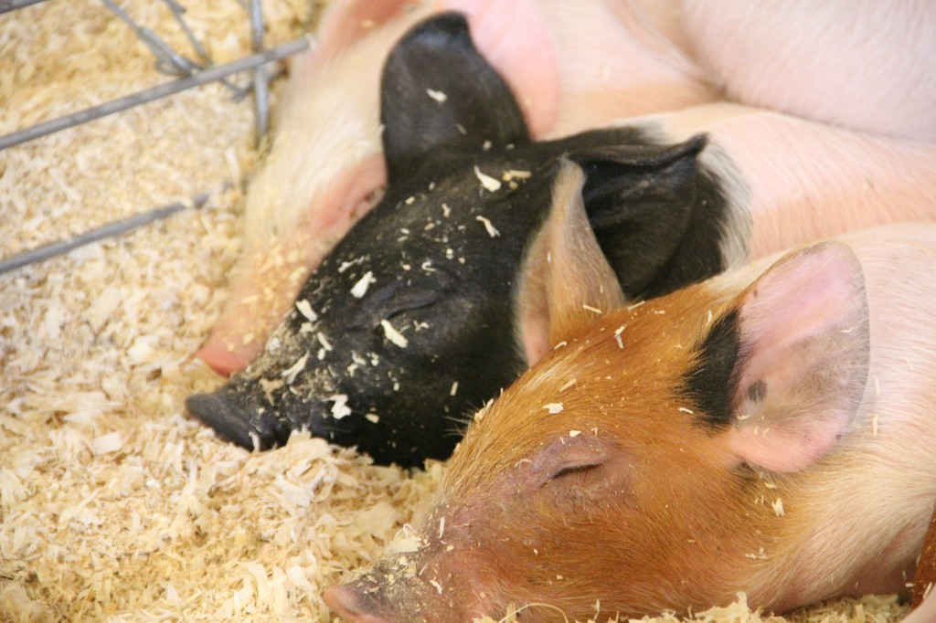 Three little pigs nap peacefully at the Central Washington State Fair following the mid-week change over in the Livestock barns.