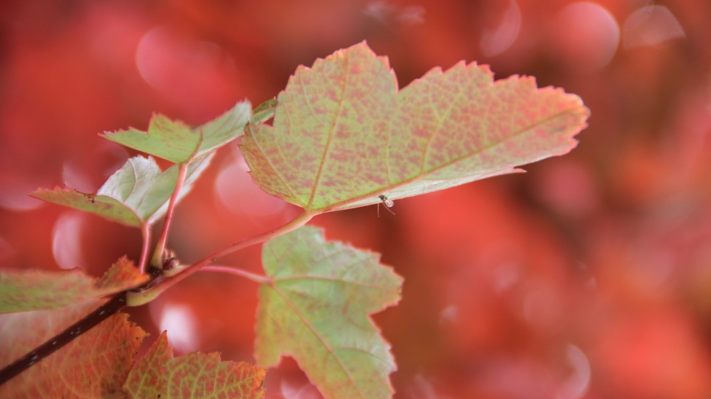 After temps reached into the 90’s during early October the true colors of fall are finally showing up around Yakima.