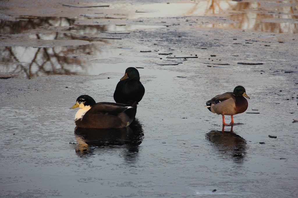 Resident ducks waddle on thin ice at the Kiwanis Park Reflection Pond.