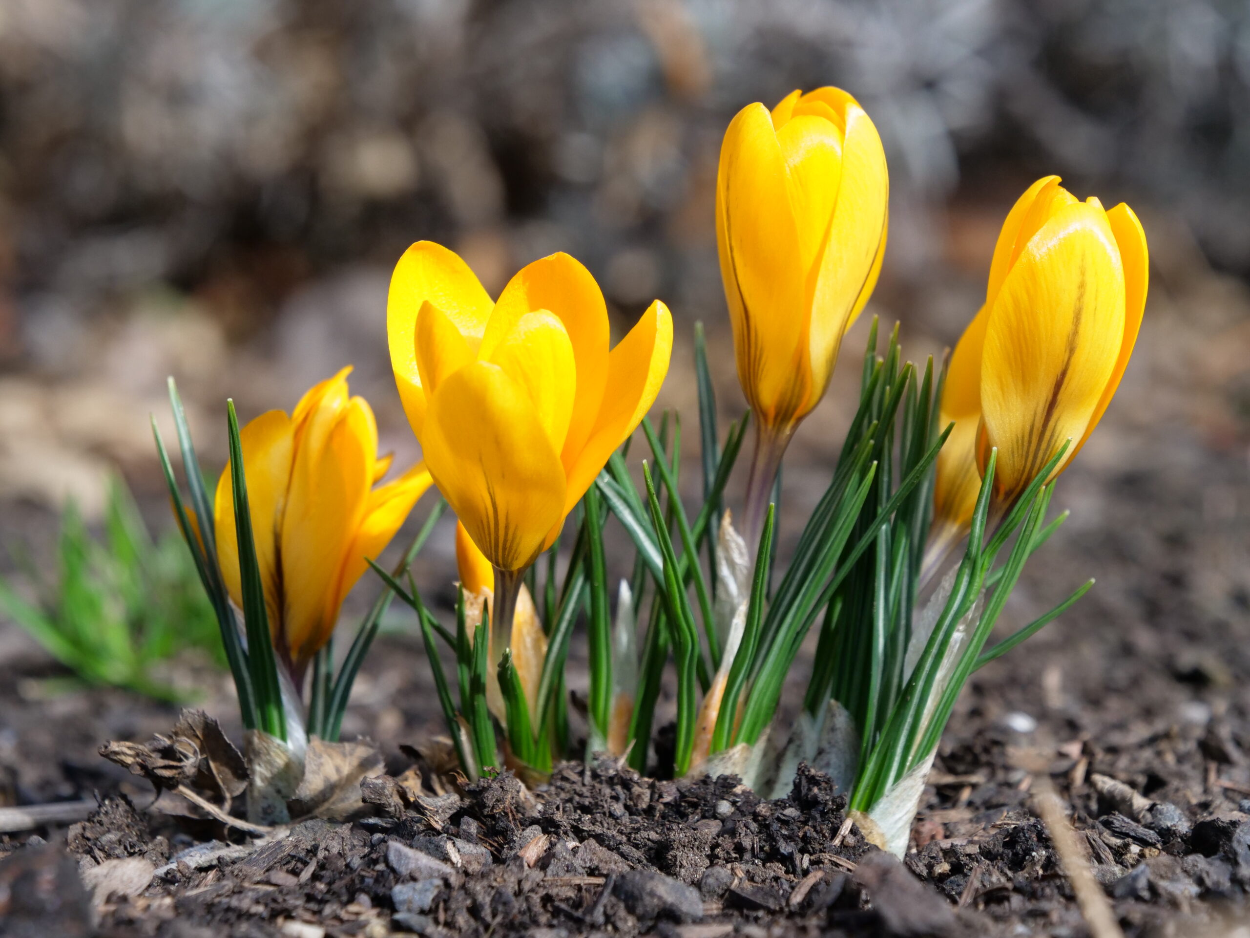 Photo of the Week First Flowers Photo of the Week