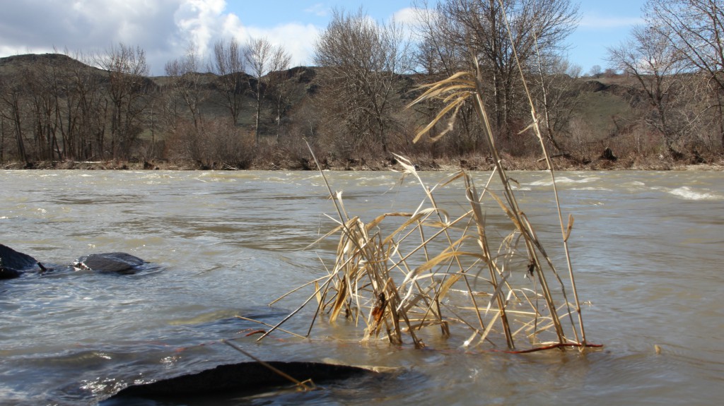 Rain and warm temperatures have raised water levels to flood stage on many rivers and streams in the area including near the City of Yakima Water plant on the Naches River.