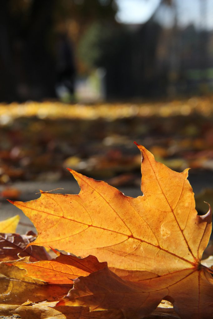 Sun shines on a single leaf among the many that have fallen near Franklin Middle School.