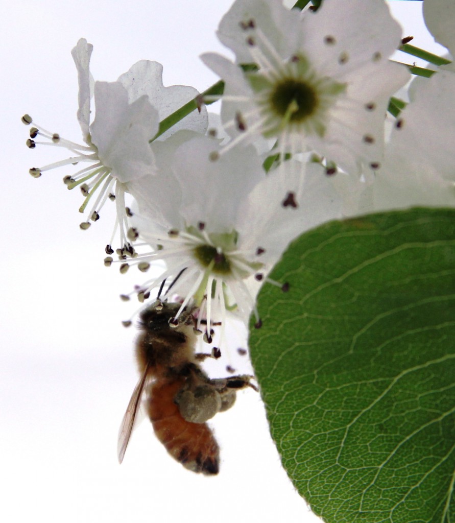 Photo of the Week - Bee's Knees - 4-1-16