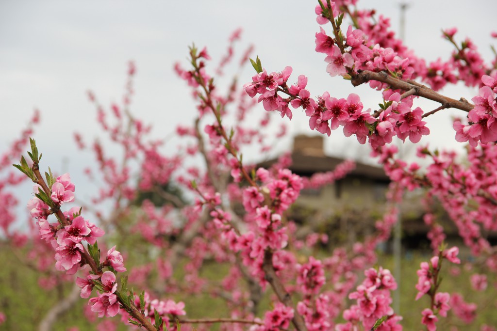 Blossoms are popping all over the peach and nectarine trees in a small strip of orchard along Summitview Avenue.