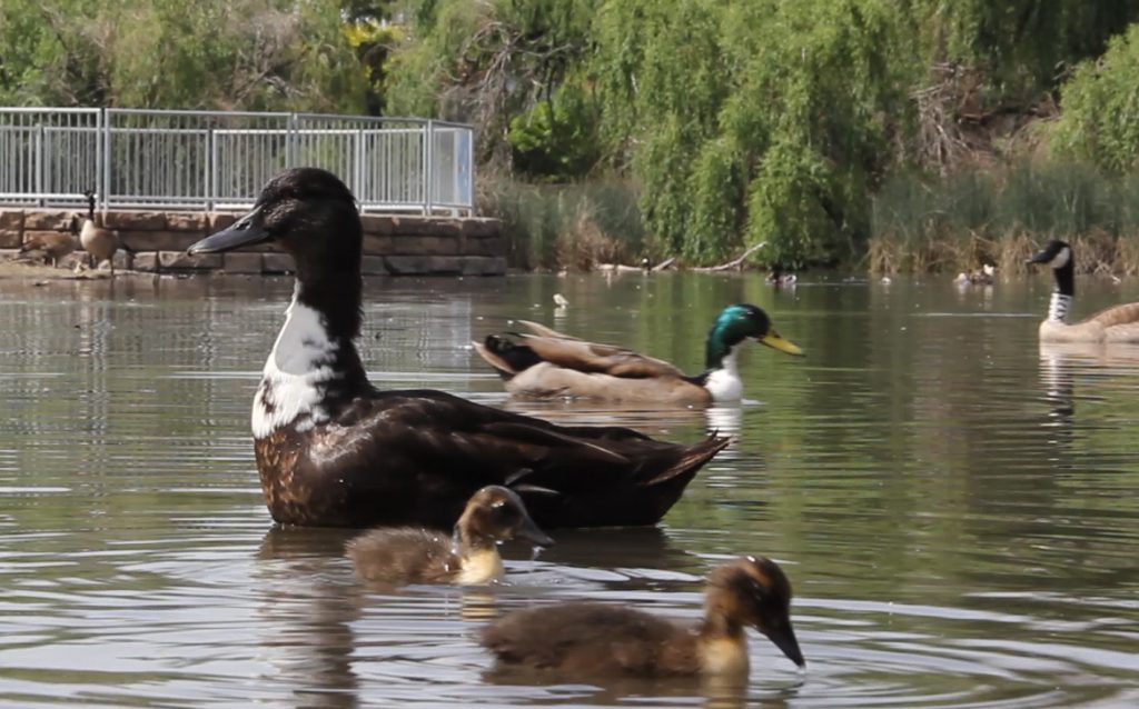 A mother duck watches over her ducklings as wildlife abounds near the new wildlife observation deck at Randall Park. 