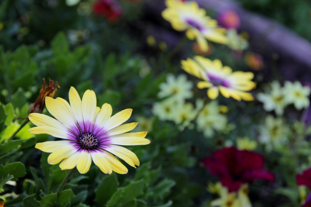 Mark Ward's flower garden in central Yakima has benefited from lower than normal temperatures recently, allowing his flowers to flourish. 