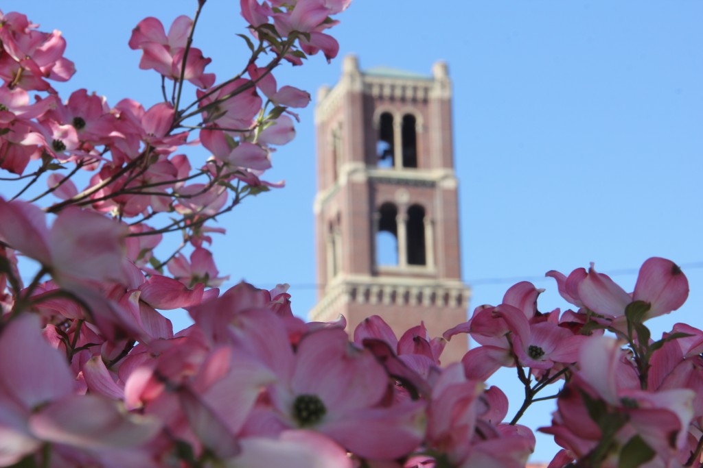 Beautiful flowering dogwoods frame the bell tower at the Grace of Christ Presbyterian Church of Yakima just off Yakima Avenue.