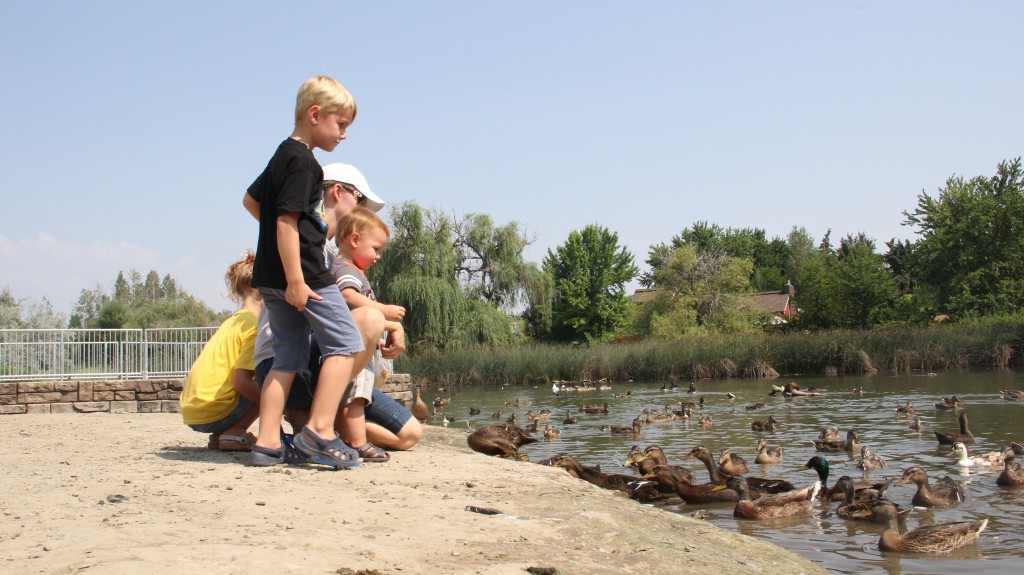 The Eastman family feeds the ducks and geese at Yakima’s Randall Park which is slated for more than 1 million of improvements.