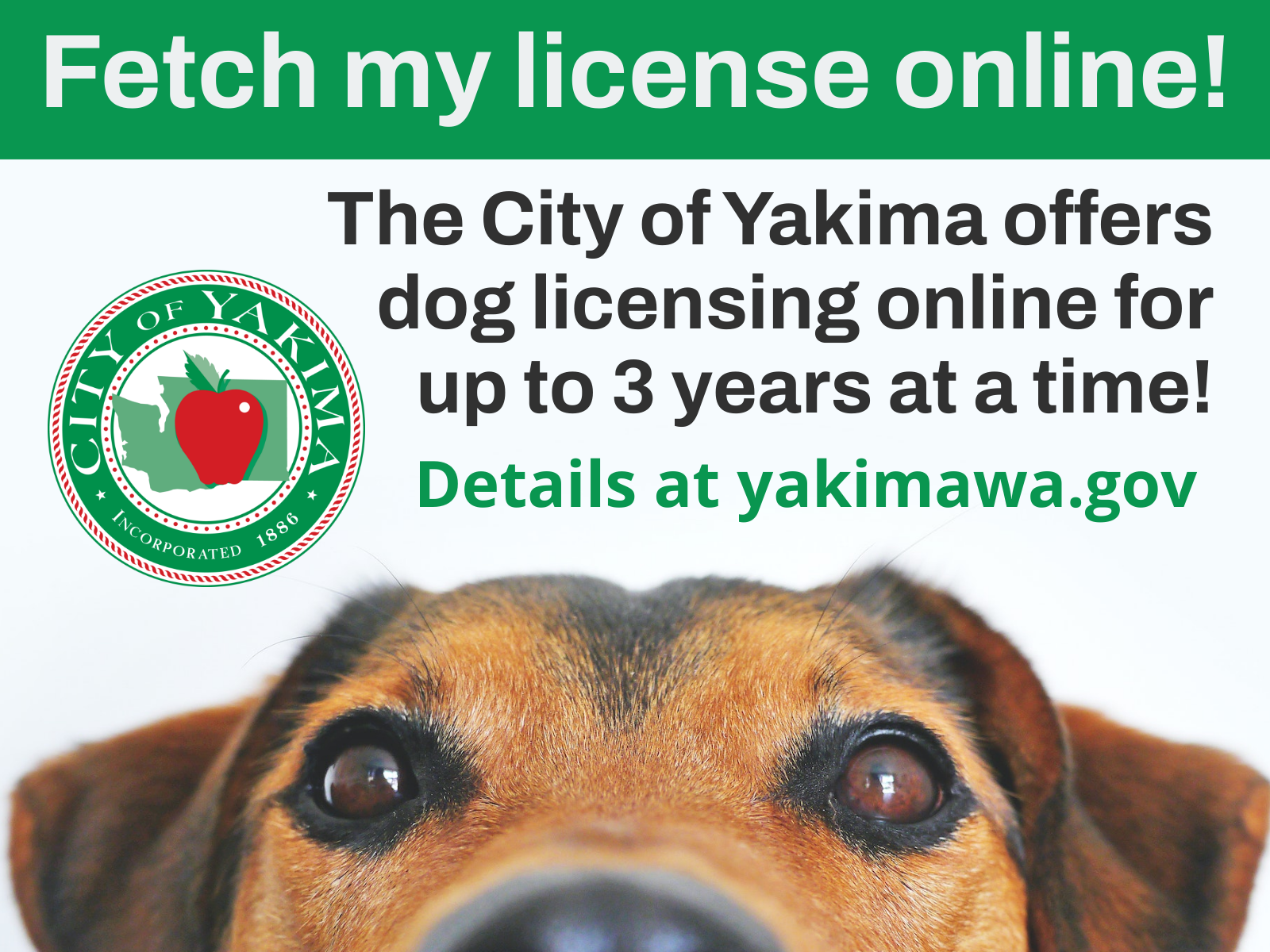 How do i get my shop dog licensed