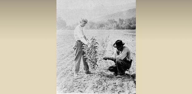 Historic Farming Photo